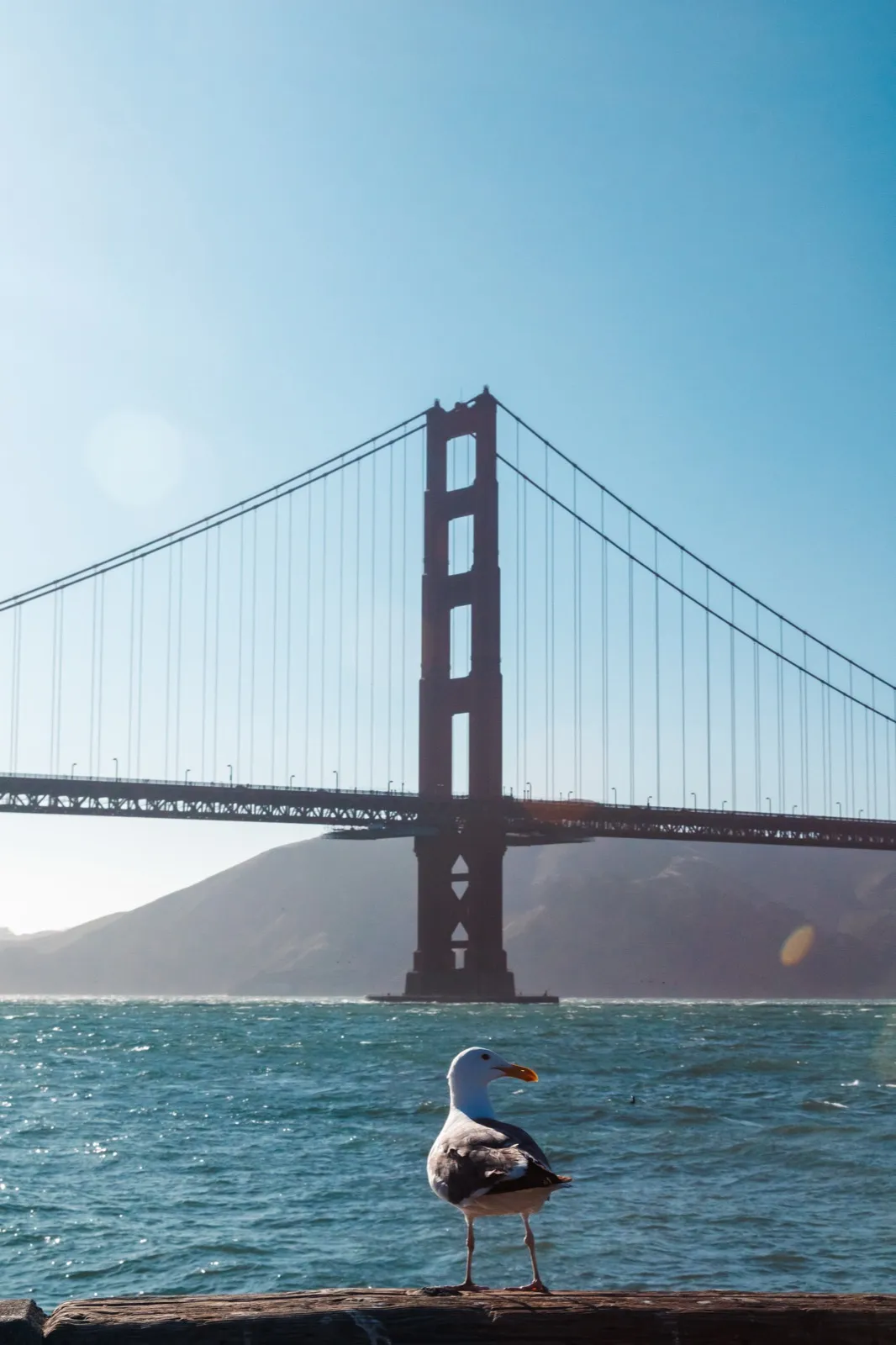 A seagull standing on a rail in front of the Golden Gate Bridge over bright blue water