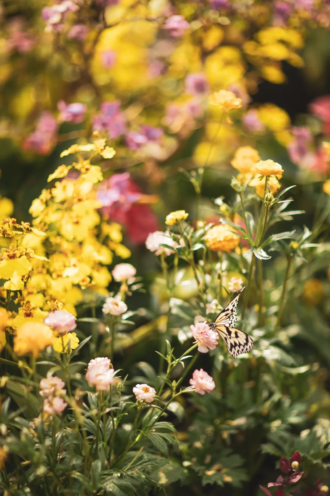 A black-and-white butterfly among soft yellow and pink flowers in shallow focus